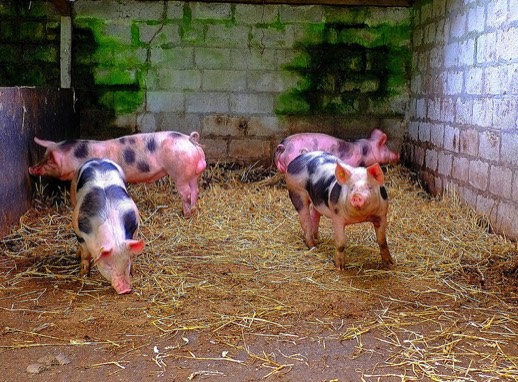 little oinkers_northdevon
